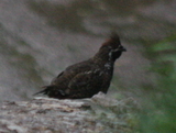 Chinese Grouse